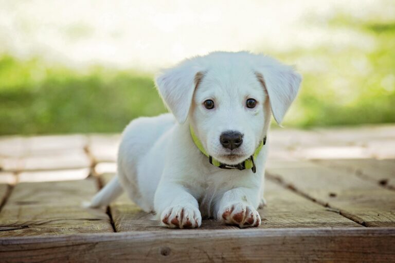 chiot