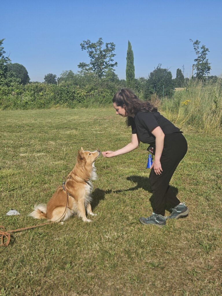 Apprentissage chien