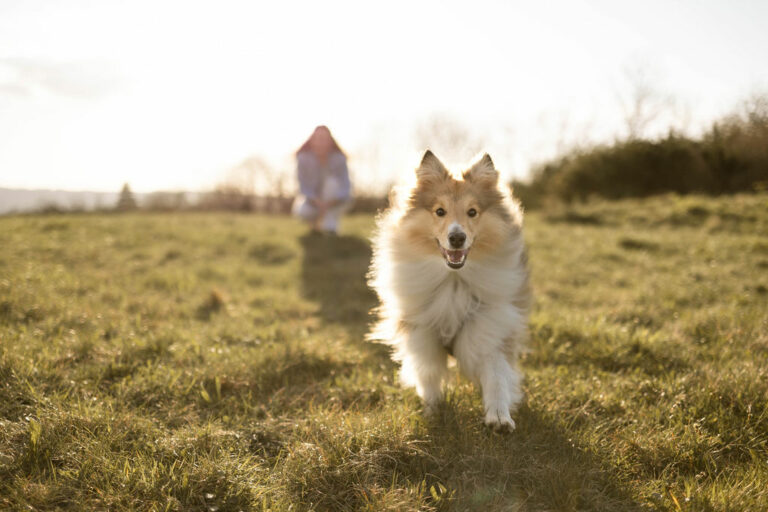 Education canine positive